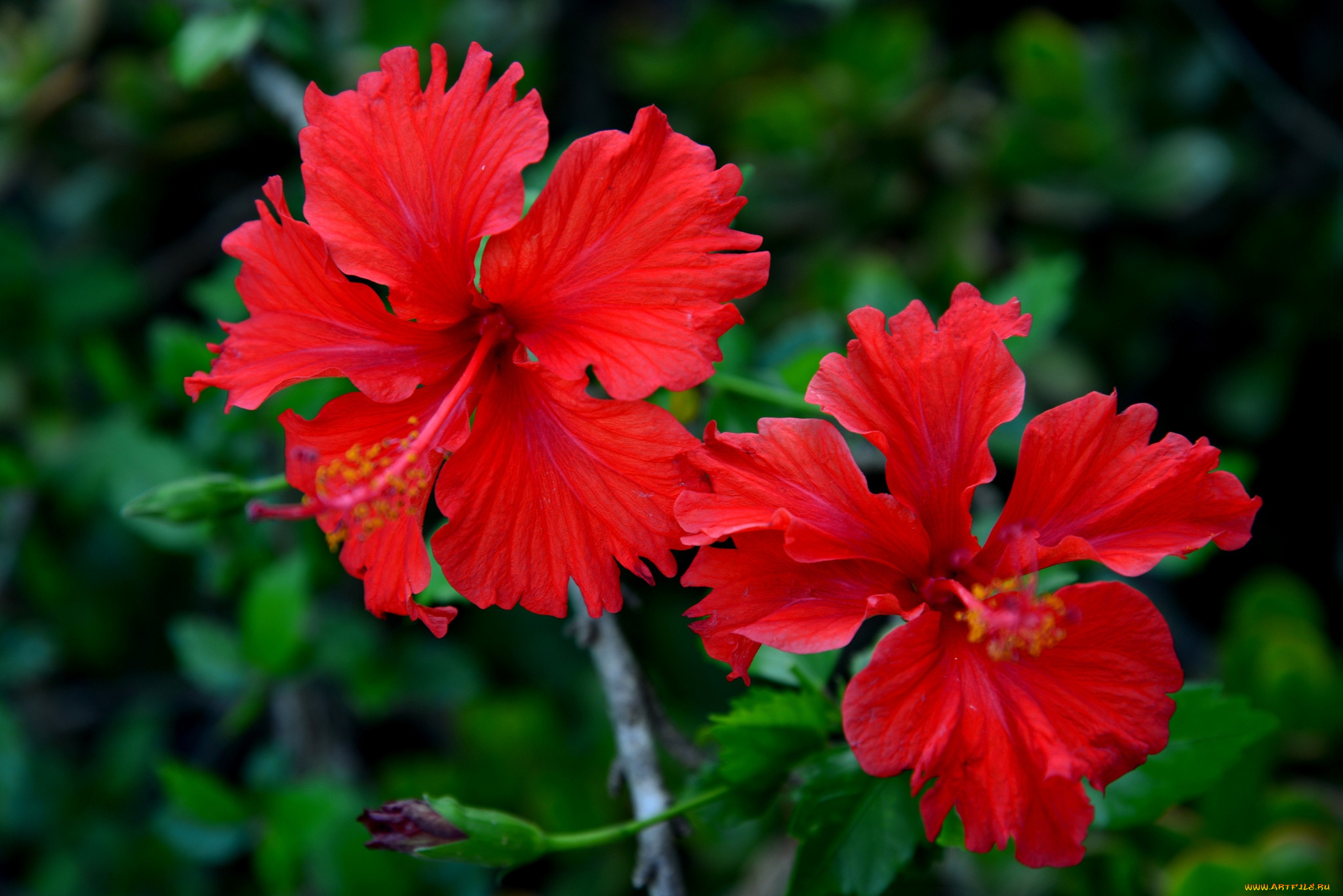 Hibiscus 4. Гибискус Bloody Mary фото.